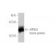 ATP5G1 Antibody (1A12) - Western Blotting - Image 348438