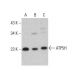 ATP5H Antibody (E-1) - Western Blotting - Image 376857