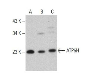 ATP5H Antibody (E-1) - Western Blotting - Image 376857SAM Transcription Activation: SAM system utilizing dCas9-VP64, MS2-P65-HSF1, and sgRNA for precise gene transcription activation.