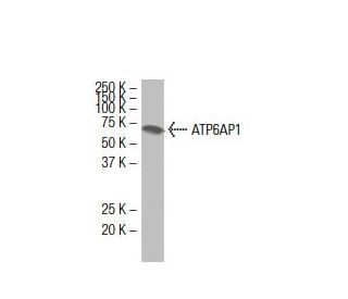 ATP6AP1 Antibody (85.1) - Western Blotting - Image 33536 