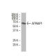 ATP6AP1 Antibody (85.1) - Western Blotting - Image 33536 