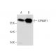 ATP6AP1 Antibody (85.1) - Western Blotting - Image 59513