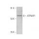 ATP6AP1 Antibody (E-10) - Western Blotting - Image 353664