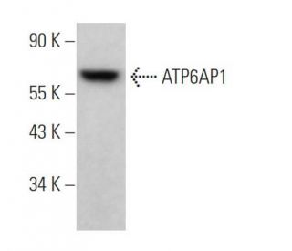 ATP6AP1 Antibody (E-10) - Western Blotting - Image 372543 