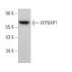 ATP6AP1 Antibody (E-10) - Western Blotting - Image 372543 