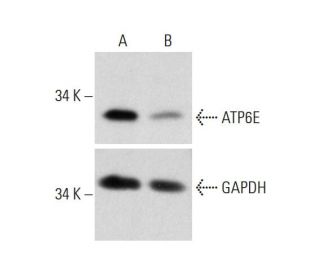 ATP6E Antibody (C-1) - Western Blotting - Image 321856 
