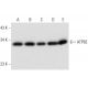 western blotting image from recommended ATP6E (G-3) monoclonal antibody replacement. Image 314041