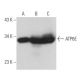 ATP6E Antibody (G-3) - Western Blotting - Image 366742