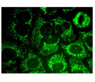 ATPAF1 Antibody (E-12) - Immunofluorescence - Image 323473 