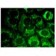 ATPAF1 Antibody (E-12) - Immunofluorescence - Image 323473 