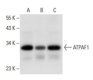 ATPAF1 Antibody (E-12) - Western Blotting - Image 308078