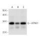 ATPAF1 Antibody (E-12) - Western Blotting - Image 308078