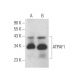 ATPAF1 Antibody (E-12) - Western Blotting - Image 372394 