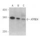 ATPBD4 Antibody (G-6) - Western Blotting - Image 369069 