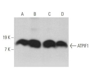 ATPIF1 Antibody (A-3) - Western Blotting - Image 358910 