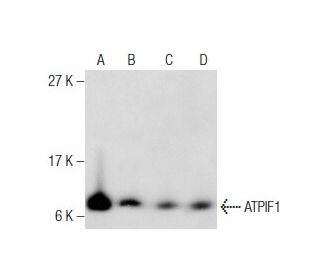 ATPIF1 Antibody (A-3) - Western Blotting - Image 282476
