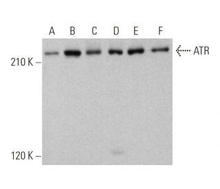 western blotting image from recommended ATR (C-1) monoclonal antibody replacement. Image 344299