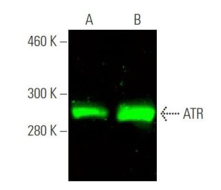 ATR Antibody (C-1) - Western Blotting - Image 375289 