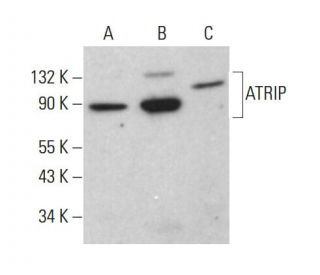 ATRIP Antibody (F-7) - Western Blotting - Image 382851 