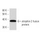 atrophin-2 Antibody (REREF1H8) - Western Blotting - Image 16918