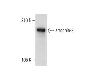 atrophin-2 Antibody (REREF1H8) - Western Blotting - Image 308562 
