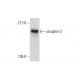 atrophin-2 Antibody (REREF1H8) - Western Blotting - Image 308562 