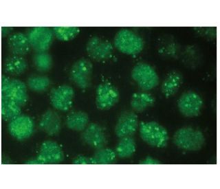 ATRX Antibody (D-5) - Immunofluorescence - Image 131780 