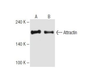 Attractin Antibody (9H8) - Western Blotting - Image 62828