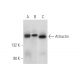 western blotting image from recommended Attractin (D-8) monoclonal antibody replacement. Image 314210