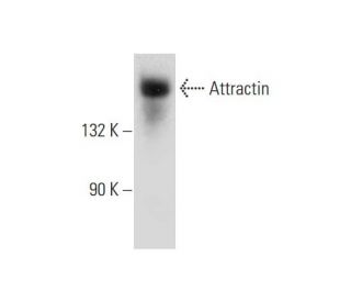Attractin Antibody (F-2) - Western Blotting - Image 314084