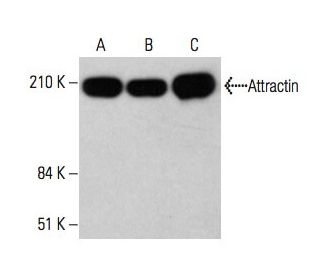 Attractin Antibody (H-7) - Western Blotting - Image 333742 