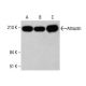 Attractin Antibody (H-7) - Western Blotting - Image 333742 