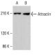 Attractin Antibody (H-7) - Western Blotting - Image 377463