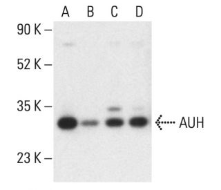 AUH Antibody (B-8) - Western Blotting - Image 401856 