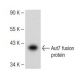 Aut7 Antibody (B-11) - Western Blotting - Image 147793