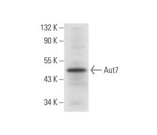 Aut7 Antibody (B-11) - Western Blotting - Image 305844 