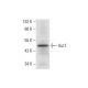 Aut7 Antibody (B-11) - Western Blotting - Image 305844 