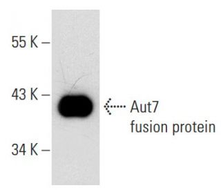 Aut7 Antibody (B-2) - Western Blotting - Image 51881