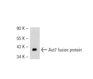 Aut7 Antibody (E-7) - Western Blotting - Image 52610