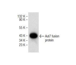 Aut7 Antibody (G-10) - Western Blotting - Image 147287 