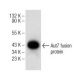 Aut7 Antibody (G-10) - Western Blotting - Image 147287 