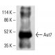 Aut7 Antibody (G-10) - Western Blotting - Image 413552