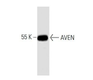 AVEN Antibody (48) - Western Blotting - Image 133299