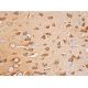 AVP Antibody (E-8) - Immunohistochemistry - Image 384177 