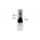 AVP Antibody (E-8) - Western Blotting - Image 289626 