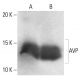 AVP Antibody (E-8) - Western Blotting - Image 402307