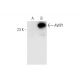 AWP1 Antibody (B-5) - Western Blotting - Image 305678