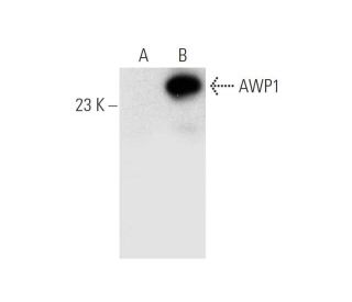 AWP1 Antibody (B-5) - Western Blotting - Image 305678Each CRISPR/Cas9 Knockout (KO) Plasmid product consists of a pool of 3 plasmids designed to ensure identification and cleavage of a specific gene for maximum knockout efficiency. Each plasmid encodes a unique 20 nt sequence derived from the GeCKO (v2) library.