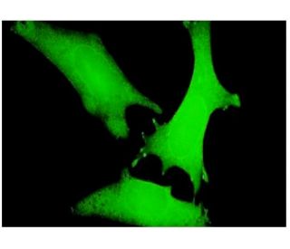 Axin Antibody (2B11) - Immunofluorescence - Image 346130 