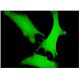 Axin Antibody (2B11) - Immunofluorescence - Image 346130 
